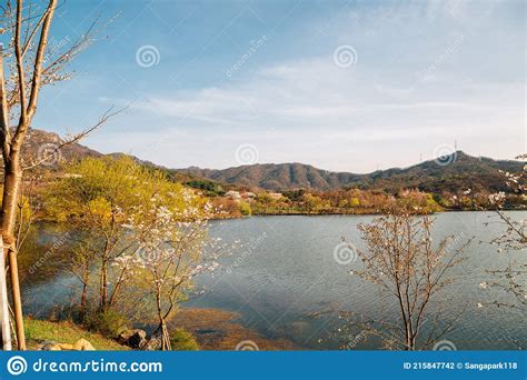 Spring of Seoul Grand Park in Gwacheon, Korea Stock Photo - Image of ...