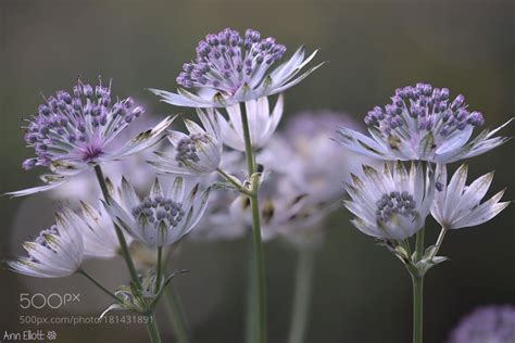 Astrantia major by Anniedaisy | Astrantia major, Astrantia, Hardy ...