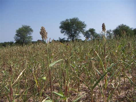 A beautiful scene of arid zone agriculture fields at Village Mohra Sub Post office CHAKRI ...