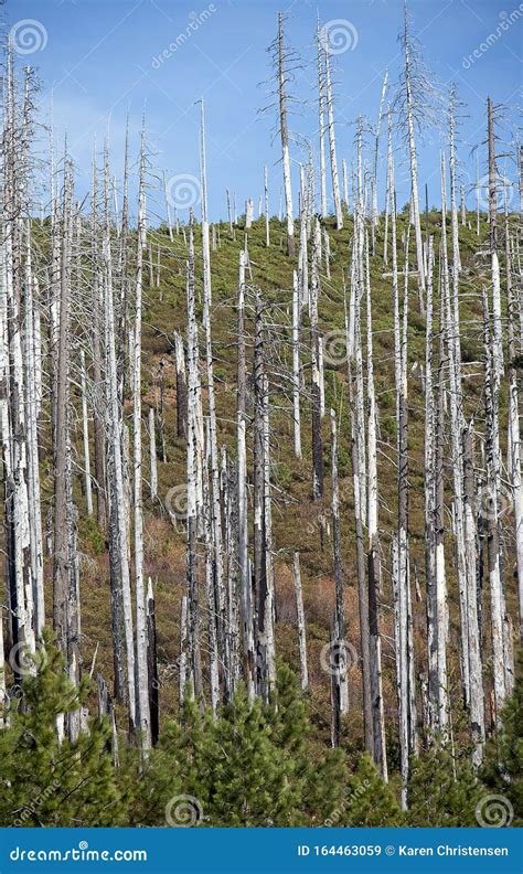 Forest Fire Damage in Oregon Stock Image - Image of natural, destruction: 164463059