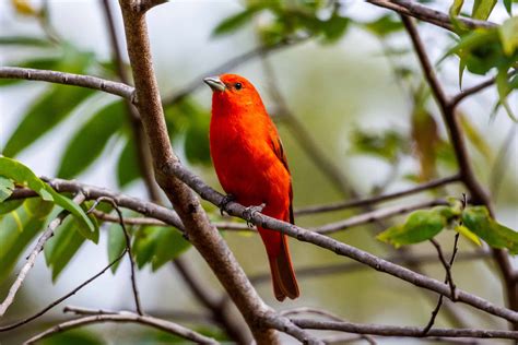 Hepatic Tanager (Red Tanager) - A-Z Animals