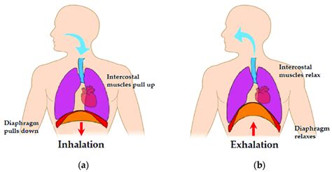 Diaphragm Lungs