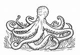 Realistic Octopus Coloring Page sketch template