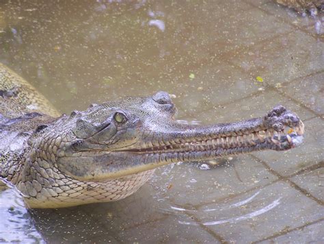 Interesting, According To Me: The Gharial Crocodile