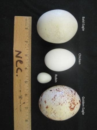 Eagle Gallery: Eagle Egg Size