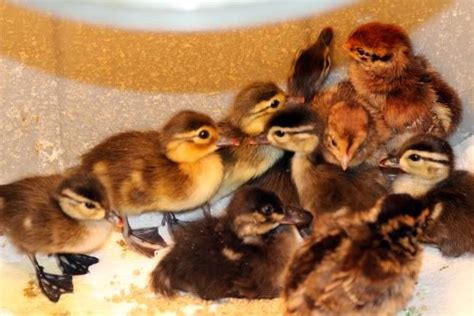 ducklings for sale - Google Search | Ducklings for sale, Ducklings, Animals