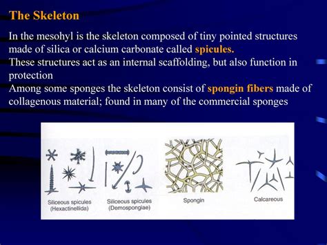 Phylum Porifera - Sponges - ppt download