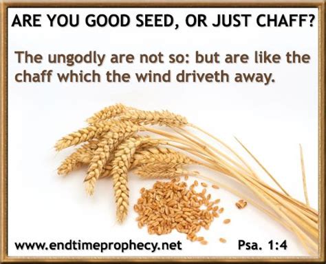 Sip A Bit Of Serenity: Corn Or Chaff? | Chaffed, Bible, Bible verse list