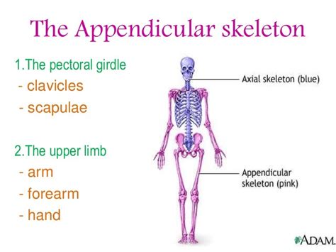 The appendicular skeleton