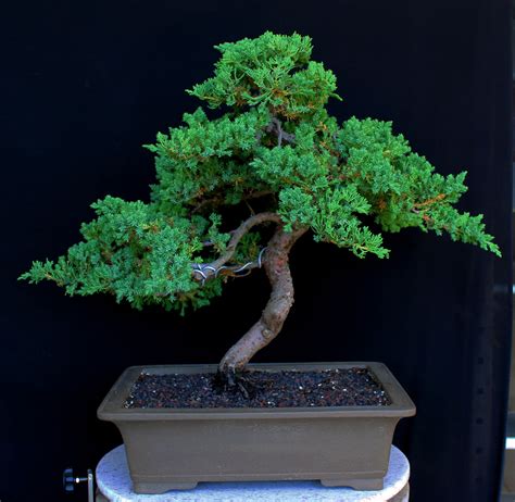 12+ Dwarf Bonsai Plants | SamanthaGeorgie