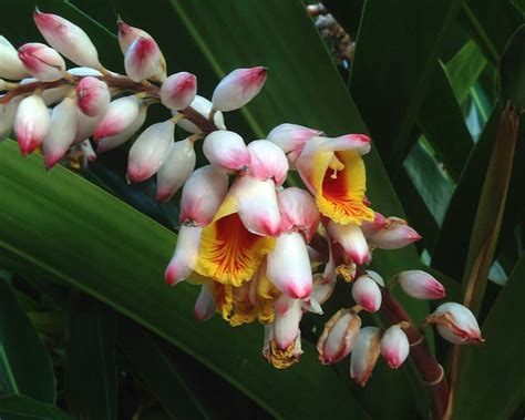 Alpinia zerumbet | GardensOnline