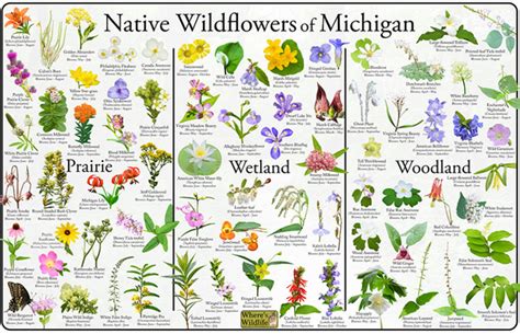 Pollinator Habitat - GLADWIN COUNTY CONSERVATION DISTRICT