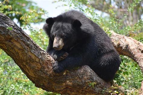 Asiatic Black Bear: Characteristics, Diet, Facts & More [Fact Sheet]