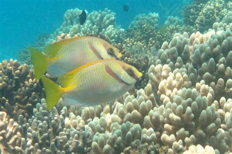 Reef fish study reveals migratory mateship