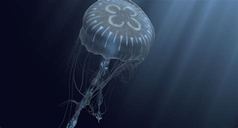 Bioluminescent jellyfish model - TurboSquid 1257145