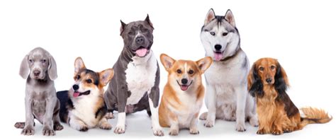 Quiz: What Dog Breed Matches Your Personality? | Four Paws