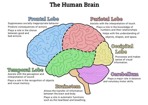 Brain structure and function Diagram | Quizlet