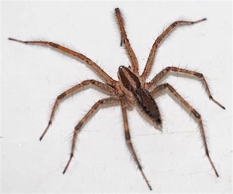 Dotted Wolf Spider (Rabidosa punctulata) | Arachnids | Pinterest