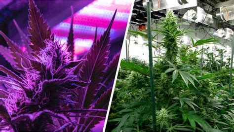 Indoor lights for Cannabis grow: LED vs Bulbs - Fast Buds Autoflowering ...