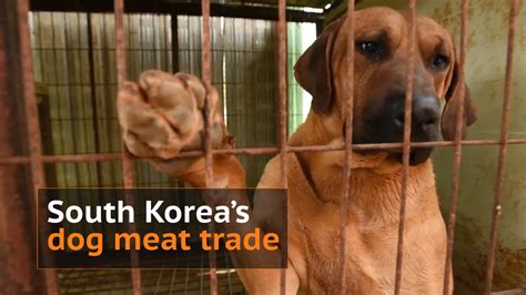 UK Parliament debates South Korea dog meat trade