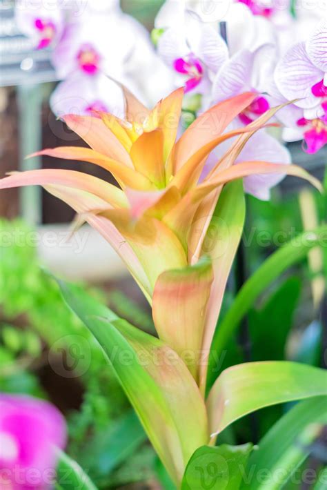 colorful blooming bromelia flowers. Floral background 9976915 Stock ...