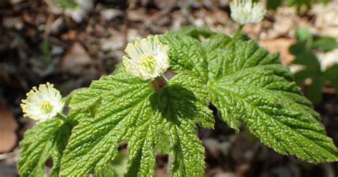 Golden Flower Chinese Herbs Benefits | Best Flower Site