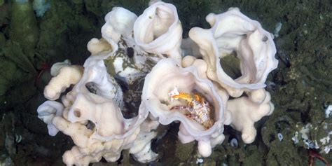 Scientists identify new species of sea sponge off coast of British Columbia