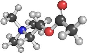 Synapses and Neurotransmitters - Understanding Context