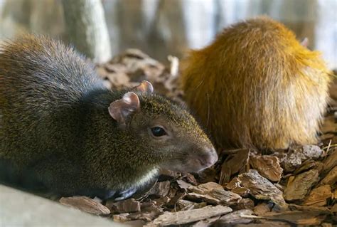 Agouti vs. Capybara: How Do These South American Rodents Differ?