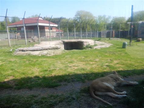 5/22/2016 - African Lion Habitat - ZooChat