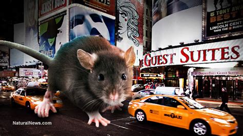 Overrun by giant rats, NYC to try city-wide rat vaccination campaign to cull population (part ...