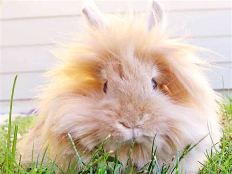 Lionhead Rabbit – Central California SPCA, Fresno, CA