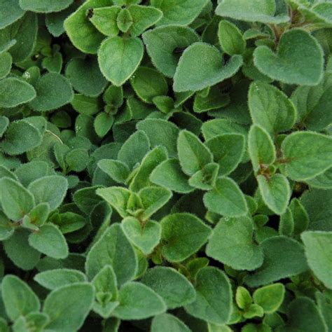 Sweet Marjoram Plants For Sale | Origanum Majorana - The Growers Exchange