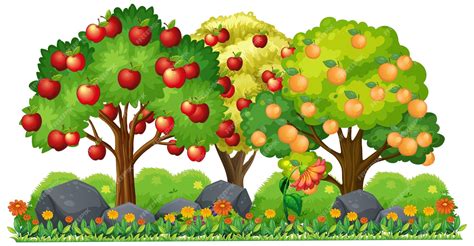 Premium Vector | Apple tree and orange tree cartoon