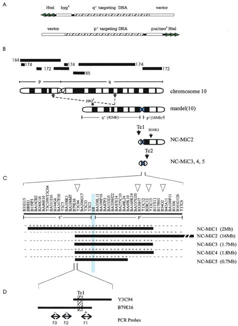 NC-MiC formation from mardel(10) chromosome. ( A ) Telomere-associated... | Download Scientific ...