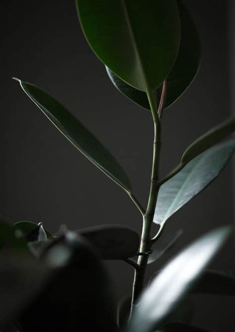 Rubber Tree Sap: What is It? What is it Used For? - The Healthy Houseplant