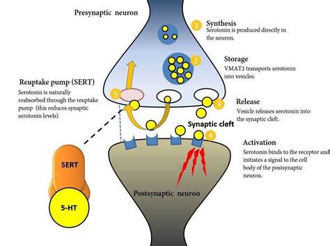 A Focus on Vortioxetine - Mechanism of Action and Efficacy