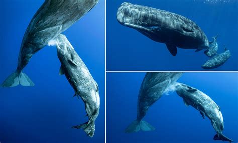 Captivating Moment: Striking Images Depict Mother Sperm Whale Sharing ...