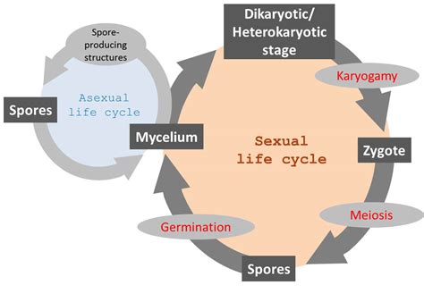 Rhizopus Stolonifer Life Cycle