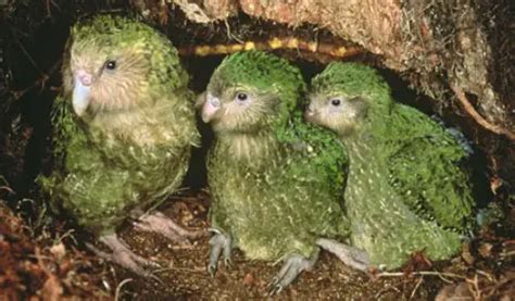 10 Interesting the Kakapo Facts | My Interesting Facts