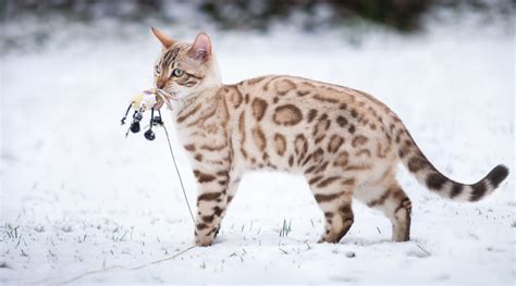 Sepia Bengal | republicofcatus