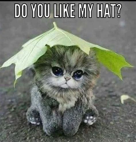 Cute baby animals by Rose_SC on Cute Animal Memes | Cute animals, Cute cats