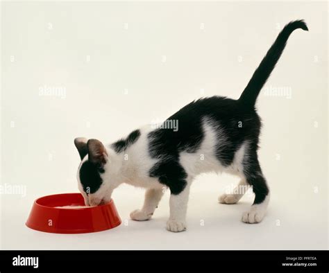 Kitten drinking milk from bowl Stock Photo - Alamy