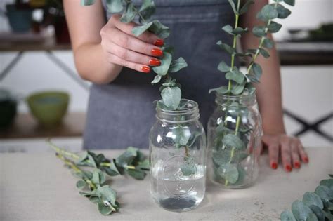 eucalyptus plant care in water - Vanetta Moeller