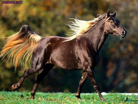 THE ARAB HORSE : History ~ horse breeds