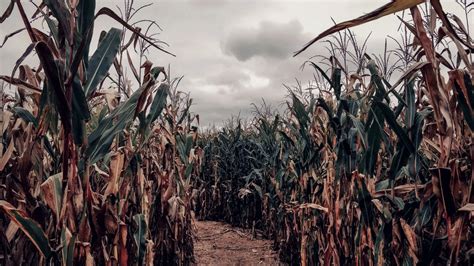 I Found Something Horrific in a Corn Maze | Creepypasta Wiki | Fandom