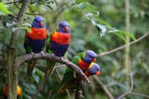 Rainbow Lory Care Guide - Diet, Lifespan & More » Petsoid