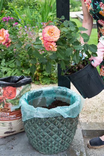 How to plant roses in pots - Roses4Gardens