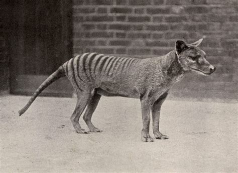 Animals That Have Gone Extinct in the Last 100 Years | Reader's Digest