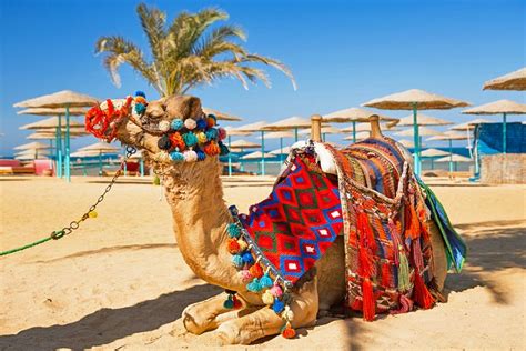 13 Top-Rated Things to Do in Hurghada | PlanetWare